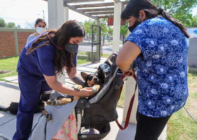 Capital: llega el quirófano móvil para esterilizar mascotas a Desamparados