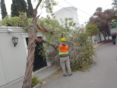 Capital: 25 emergencias por ramas desgajadas con el viento sur