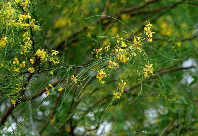 Especies arbóreas permitidas para reforestación