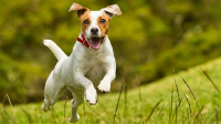 Comienza el operativo de esterilización de mascotas