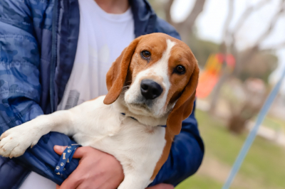 El operativo de mascotas va a Concepción la semana que viene