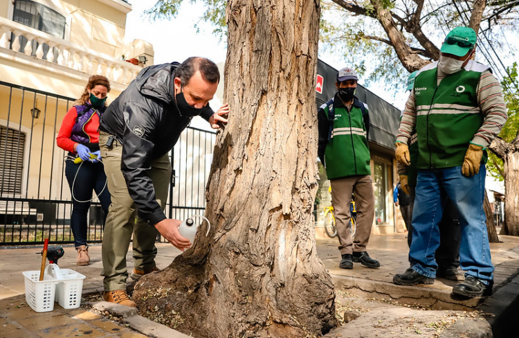 Capital primer municipio con nuevo sistema para eliminar la peste de los árboles en calle Laprida