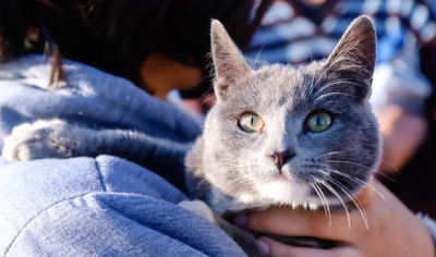 Capital: esterilizarán a 700 perros y gatos