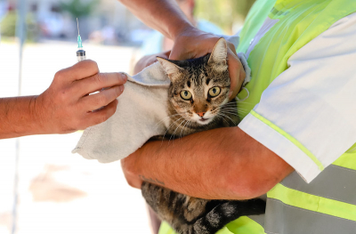 Capital continúa con campaña de vacunación de mascotas en Concepción