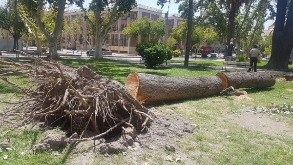 Árboles y ramas caídas, el mayor reclamo tras el ventarrón en Capital