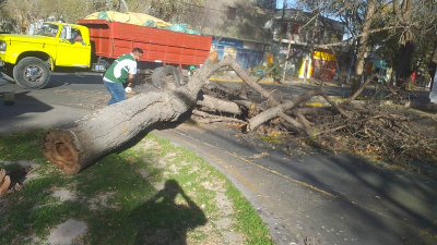 Capital: intenso trabajo por árboles de gran porte derribados por el viento