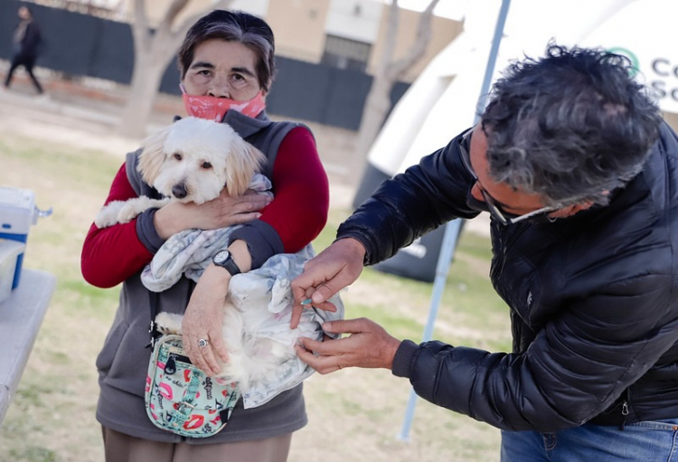 Concepción: tres días para vacunar y desparasitar a tu mascota