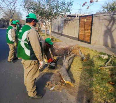 Más de 10 árboles desgajados abordados por las brigadas de emergencia de Capital